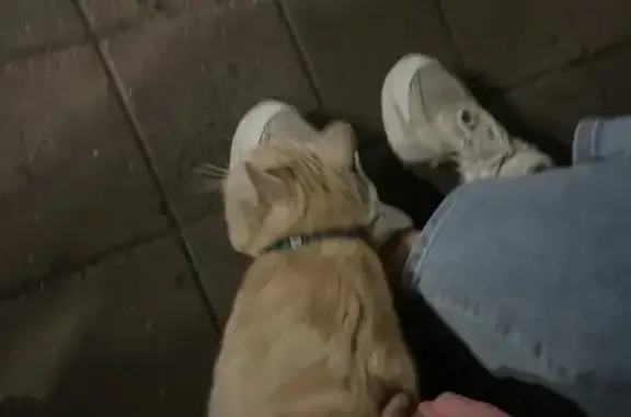 Собака найдена у больницы на Нахичеванском, 11