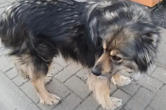 Найдена собака, Московская область, фото: Собака найдена: Московская обл., 46К-3140