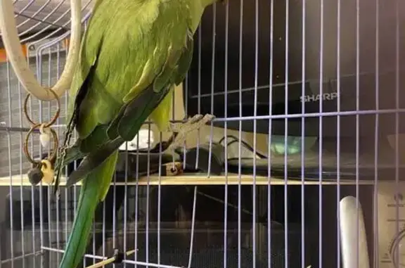 Потерян попугай, Хомяково, Тульская область