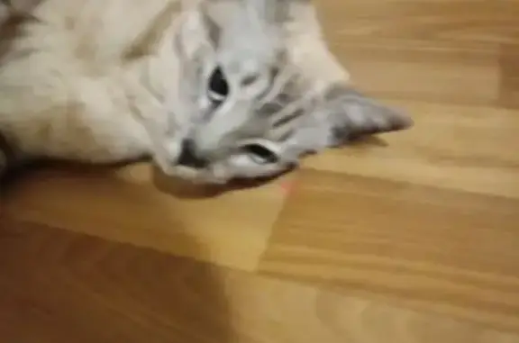 Найдена кошка, Калуга, фото: Найдена кошка, ул. Постовалова, 12, Калуга