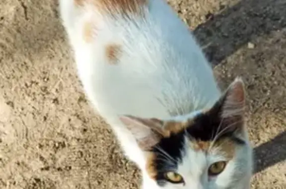 Найдена кошка, Ставрополь, фото: Кошка найдена, ул. Калинина, 48, Ставрополь