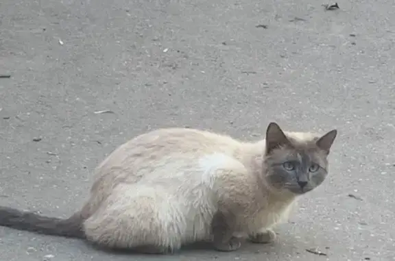 Сиамская кошка найдена на Московском шоссе, 197