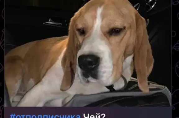 Найдена собака, Усть-Джегута, фото: Найдена рыжая собака, ул. Морозова, Усть-Джегута
