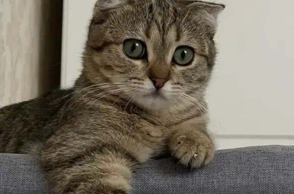 Кошки потеряшки, Махачкала, фото: Потеряшка кошка, Абрикосовая 20, Махачкала