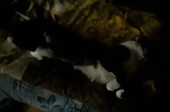 Кошки потеряшки, Каа-Хем, фото: Потеряшка кошка, Восточная ул. 25, Каа-Хем