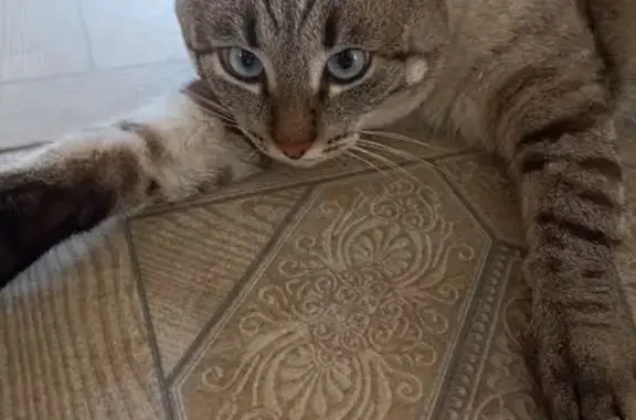 Кошки потеряшки, Сушки, фото: Потеряшка кошка, Магаданская ул., Сушки