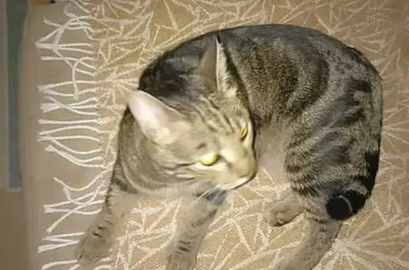 Найдена кошка, ул. Пионерская Правда, 8