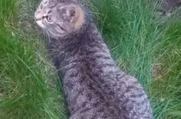 Кошка найдена на пр. Королёва, Ростов-на-Дону