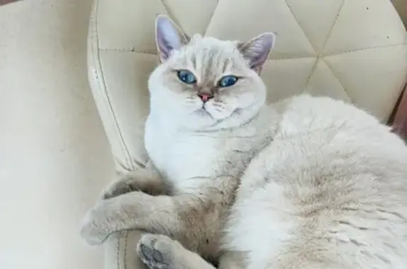 Потерянные животные Кирово-Чепецк, фото: Пропала белая кошка, Школьная 6/2