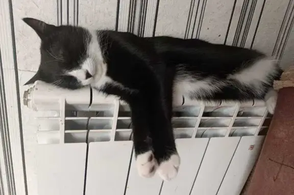 Кошки потеряшки, Тавда, фото: Потеряшка кошка, ул. Речка Каратунка, 80Б