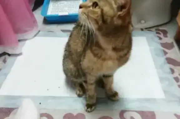 Найдена кошка, Добрянка, фото: Кошка найдена: ул. Островского, 2, Добрянка