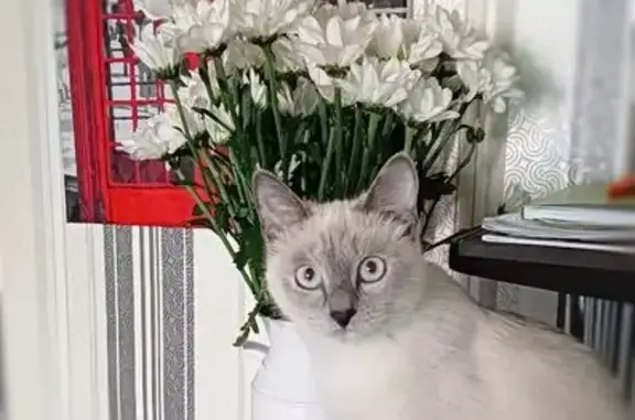 Потерянные животные Ижевск, фото: Пропала кошка, Воткинское шоссе 24