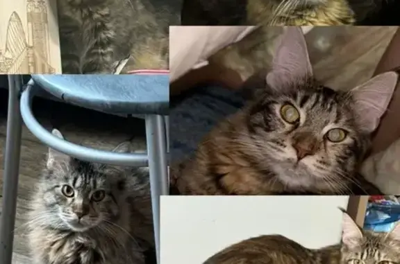 Объявления о пропавших и найденных животных, Свободный, фото: Пропала кошка, ул. Кирова 94, Свободный