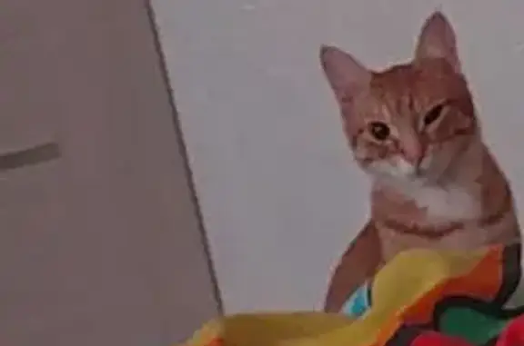 Кошки потеряшки, Фряново, фото: Потеряшка кот, Новопареево, Фряново