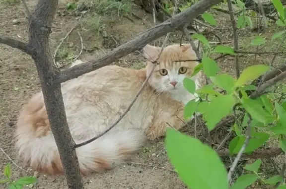 Найдена кошка, Волгоград, фото: Найдена кошка, Университетский пр., Волгоград