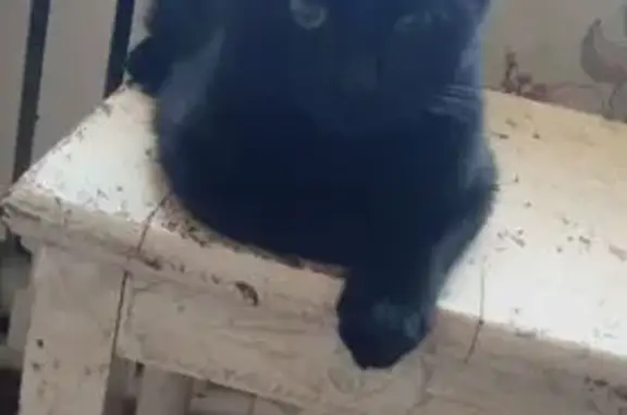 Кошки потеряшки, Октябрьский, фото: Потеряшка черная кошка, Комсомольская 5