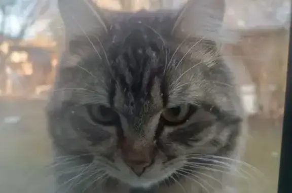 Найдена кошка, Петрозаводск, фото: Кот найден на Кольцевая/Охотничья, Петрозаводск