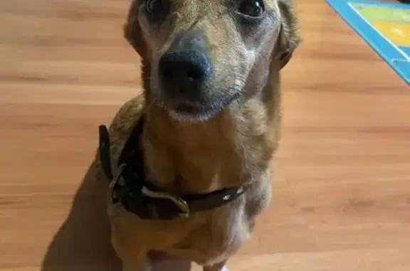 Собака найдена: ул. Перелёта (дублёр), 10