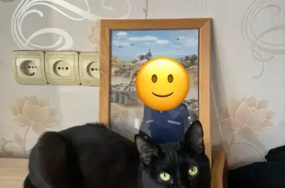 Кошки потеряшки, Екатеринбург, фото: Потеряшка кошка, ул. Мира, Екатеринбург