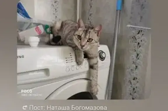 Кошки потеряшки, Тавда, фото: Потеряшка кошка, Геологическая 9, Тавда