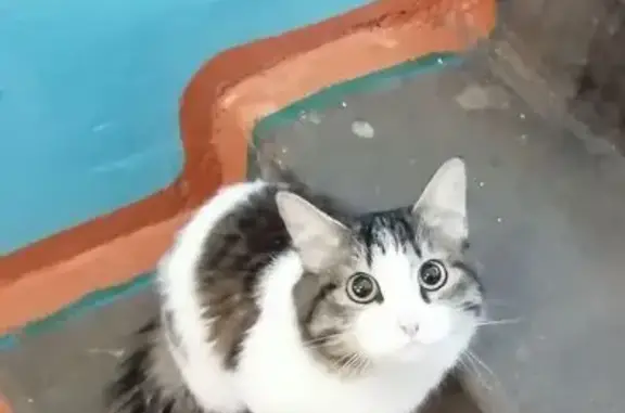 Кошка найдена на ул. Недорезова, 1М, Чита
