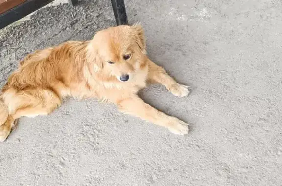 Рыжий пес найден: Советская ул., 26, Липецк