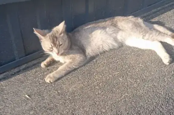 Кошка найдена у магазина на Строителей, 51А