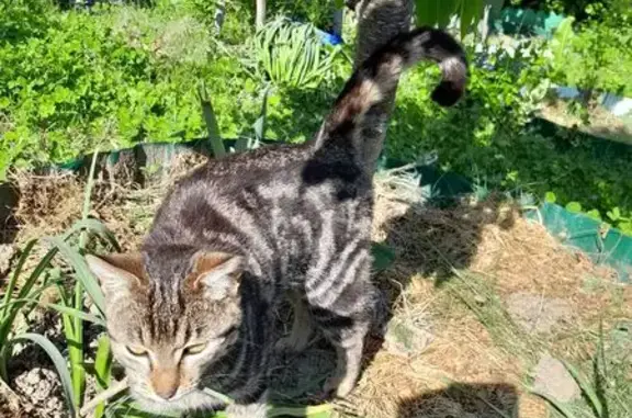 Найдена кошка, Сочи, фото: Котик найден: Речной переулок, 4/1, Сочи