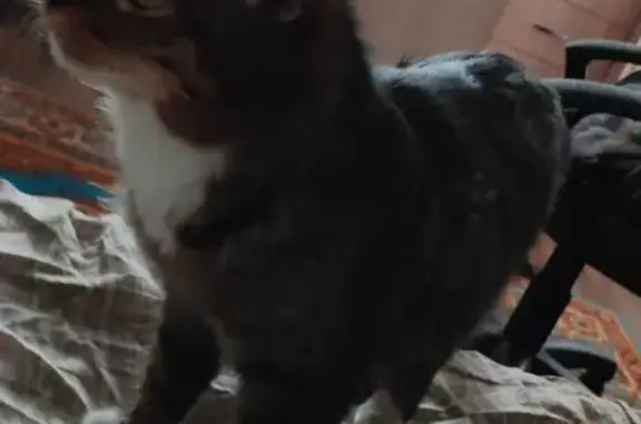 Пропала кошка, ул. Калинина 26, Усть-Ордынский - photo