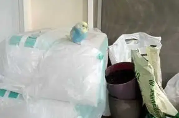 Птица найдена: Богословский пер., 5, Москва
