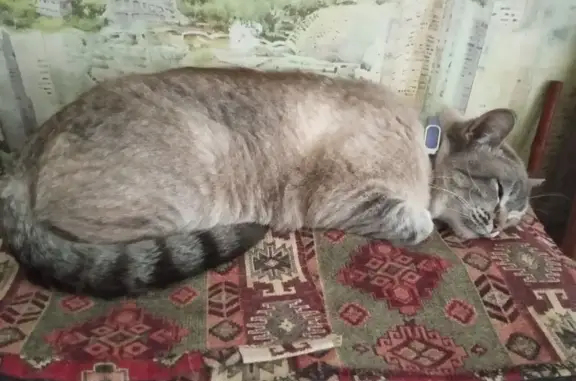 Кошки потеряшки, Ульяновск, фото: Потеряшка кошка, Рябикова 7, Ульяновск