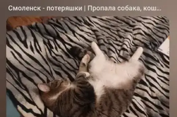 Кошки потеряшки, Смоленск, фото: Потеряшка кошка, Рыленкова 63, Смоленск