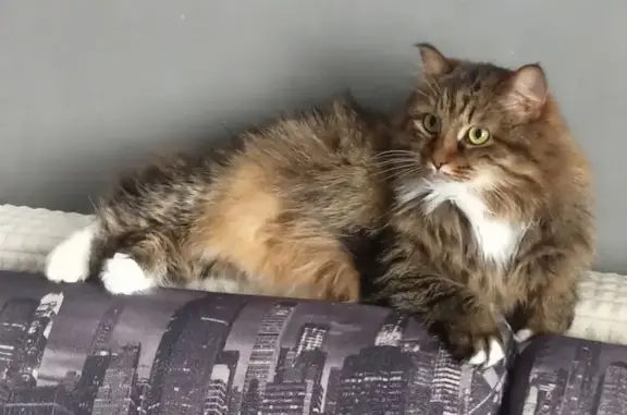 Пропала кошка, ул. Просвещения, 20, Орск