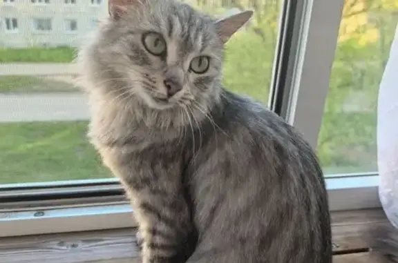 Найдена кошка, ул. Лушникова, 13, Казань