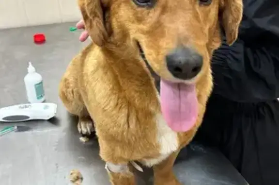 Найдена собака, Тарханы, фото: Собака найдена: Центр. ул, 45, Тарханы