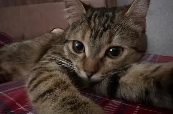 Кошки потеряшки, , фото: Потеряшка кошка, ул. Городская, 40