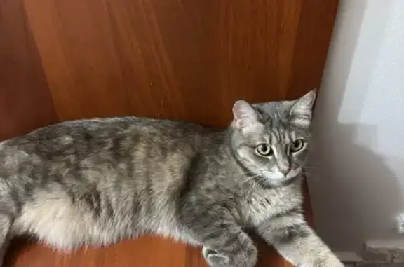 Пропала кошка, Курганская обл.