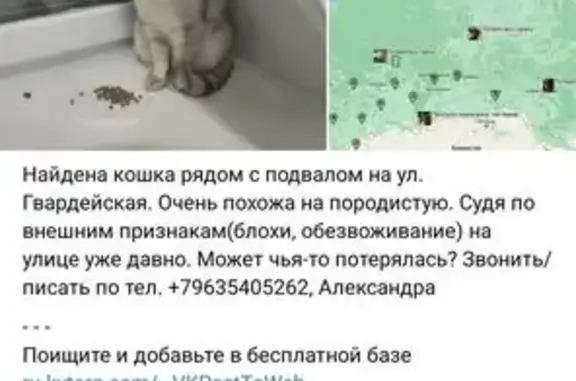 Кошка найдена: Казань, Татарстан