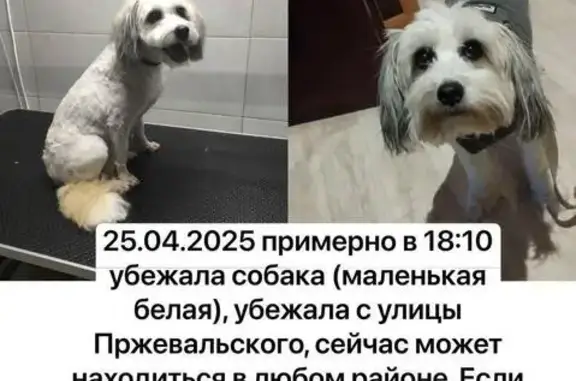 Собаки потеряшки, Томск, фото: Потеряшка собака, ул. Пржевальского 3, Томск
