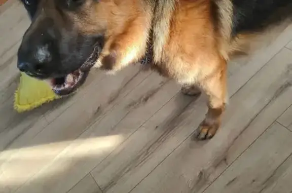 Объявления о пропавших и найденных животных, Калининград, фото: Пёс найден на Центр. площади, Калининград