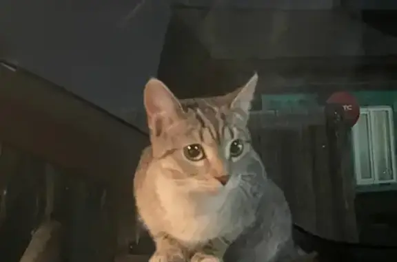 Найденные животные Кызыл, фото: Кошка найдена: ул. Оюна Курседи, 151, Кызыл