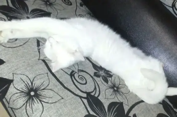 Кошки потеряшки, Кострома, фото: Потеряшка кот Вася, Партизанская 62, Кострома