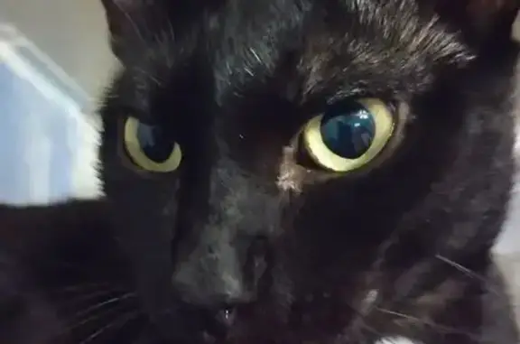 Кошки потеряшки, Омск, фото: Потеряшка кошка, Мельничная ул., 76, Омск