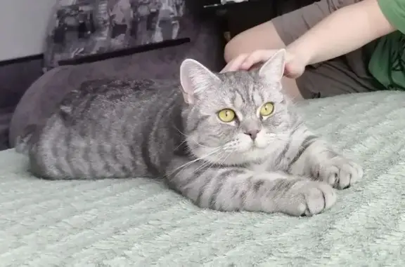 Пропала кошка, Завражье, Кострома