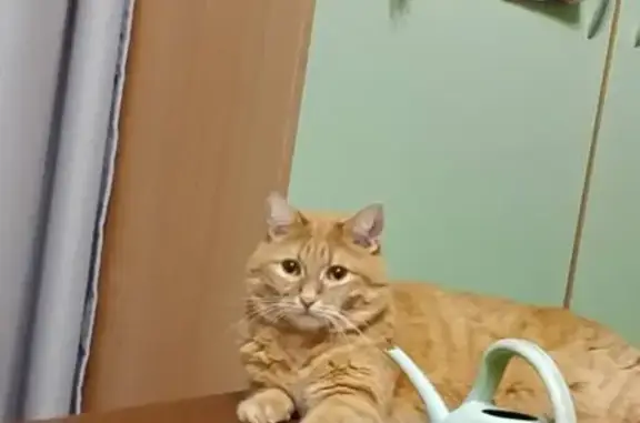 Кошки потеряшки, Каменск-Уральский, фото: Потеряшка кошка, ул. Жуковского 9, Каменск