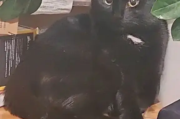 Кошки потеряшки, Екатеринбург, фото: Потеряшка кот Василий, ул. Металлургов, 50