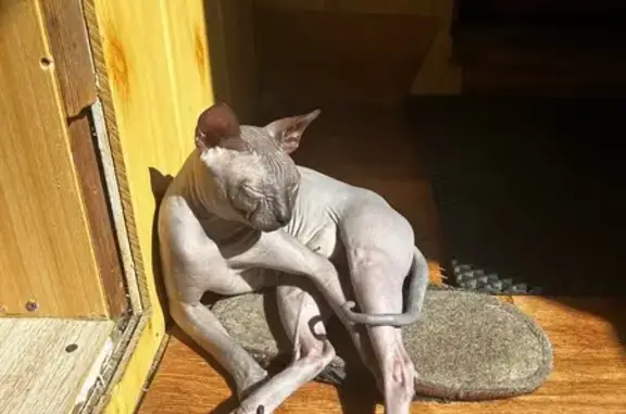 Потерянные животные Шадринск, фото: Пропала кошка, ул. Пугачёва, 32, Шадринск