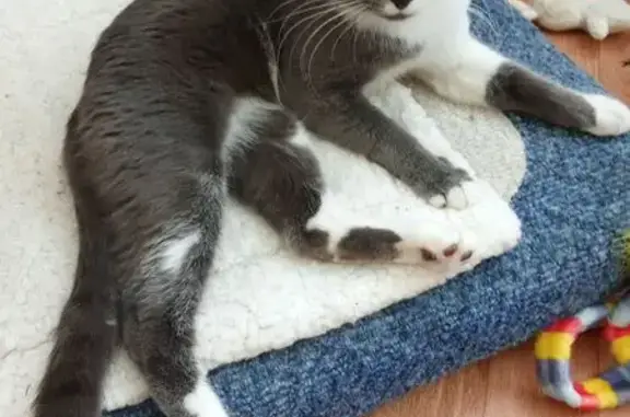 Найденные животные Нижневартовск, фото: Кошка найдена: Ханты-Мансийская 15, НВартовск