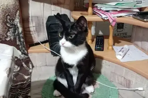 Найдена кошка, Верхний Тагил, фото: Пропала кошка, Лесная 15, Верхний Тагил