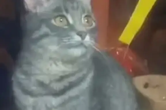 Пропала кошка, Фестивальная ул., 4, Галич